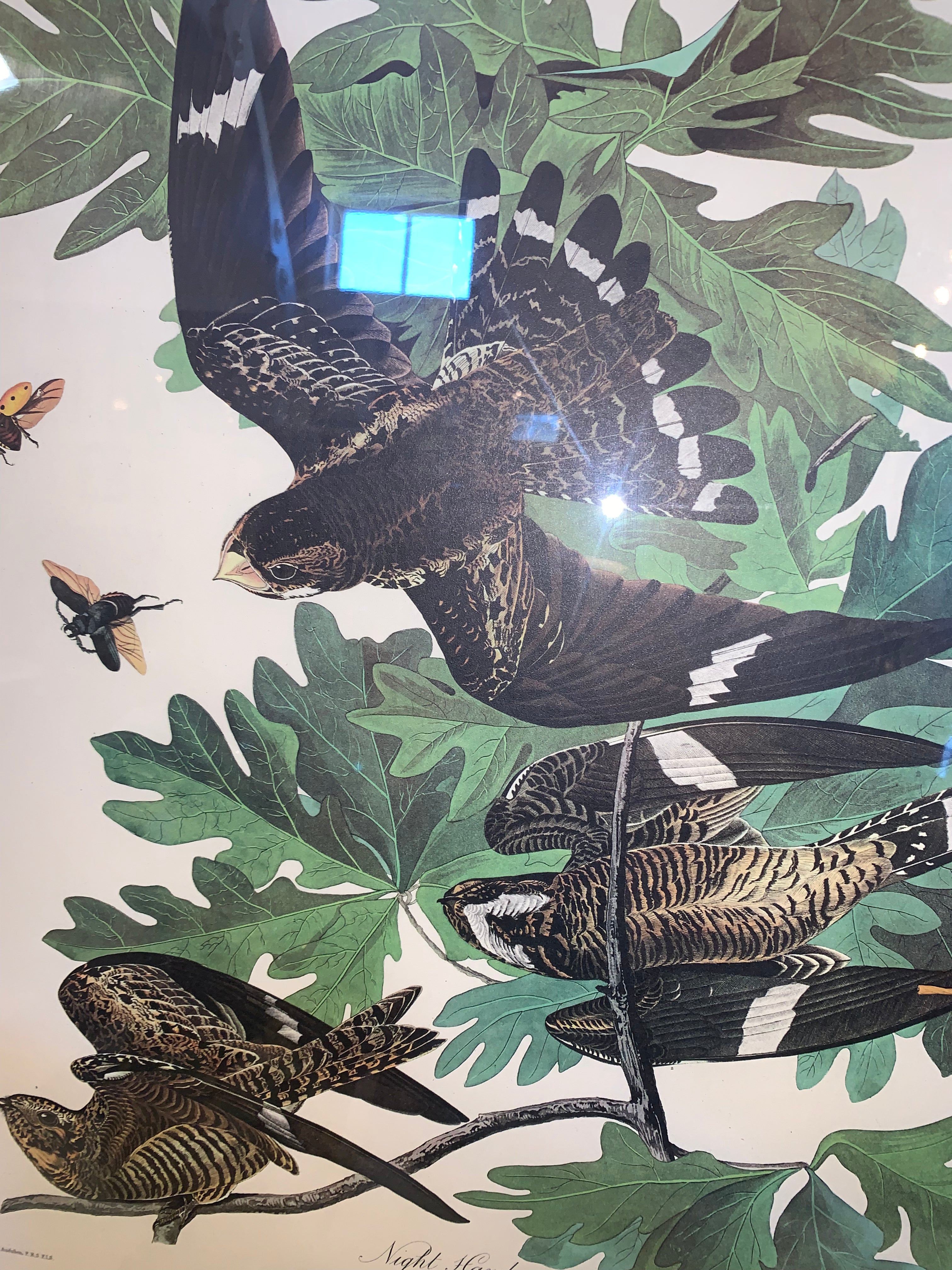 Amsterdam Edition Audobon Offset Lithograph Custom Framed  c.1971