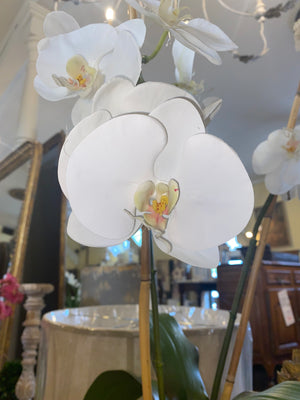 Tall Orchid Arangement