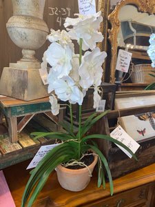 Silk Vanda Orchid in French Terra Cotta Pot